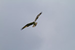 Osprey In Flight